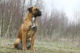 CANE CORSO 733